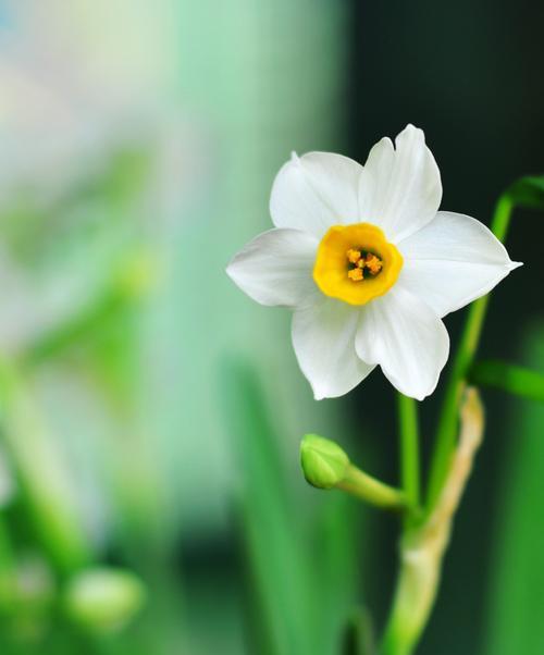 水仙花的特点和品种（探秘水仙花的美丽世界）