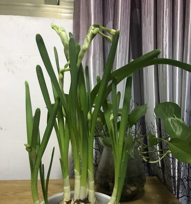 水仙花的特点和品种（探秘水仙花的美丽世界）