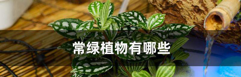 常绿植物：绿意盎然的生命之美