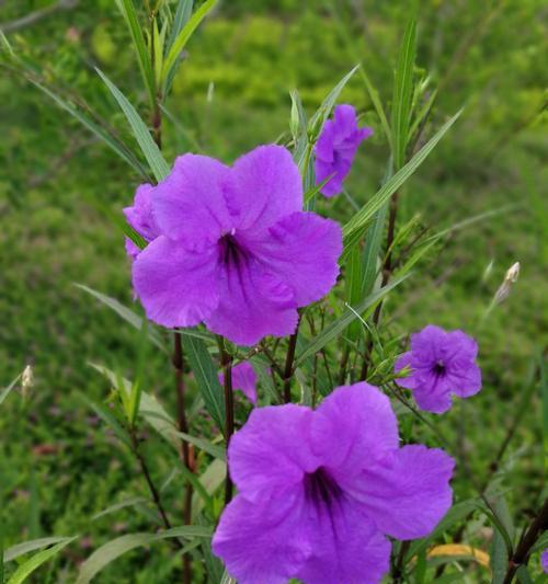 了解蓝花草的特点（探索蓝花草的魅力）