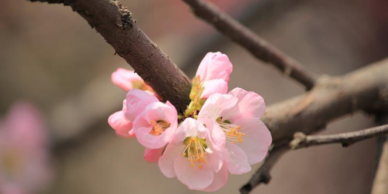 杏花——春日里的绝美风景（探秘杏花的颜色和形态，感受春日的温暖与美好）