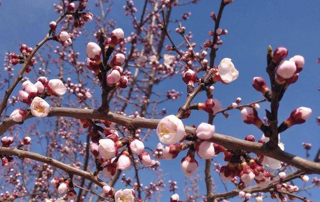 杏花——春日里的绝美风景（探秘杏花的颜色和形态，感受春日的温暖与美好）