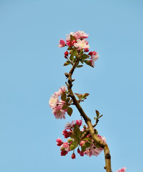 盛开的海棠花