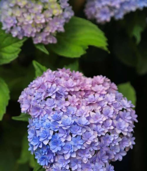 绣球花的开花习惯（一年开几次花？花期长短如何？）