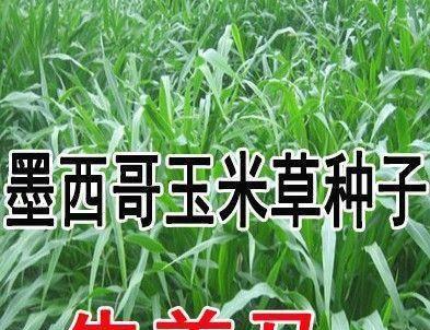 墨西哥玉米草种植全攻略（掌握种植技巧，收获丰富好处）