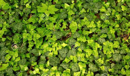 常春藤种植的技巧（如何种植一株健康的常春藤？）