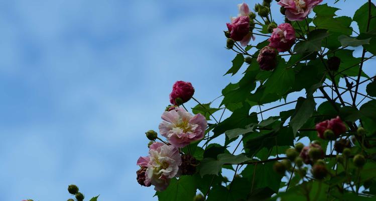 芙蓉花开放季节的特点（探秘芙蓉花的盛放时节与特点）