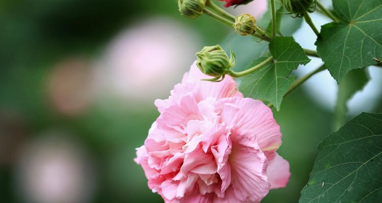 芙蓉花开放季节的特点（探秘芙蓉花的盛放时节与特点）