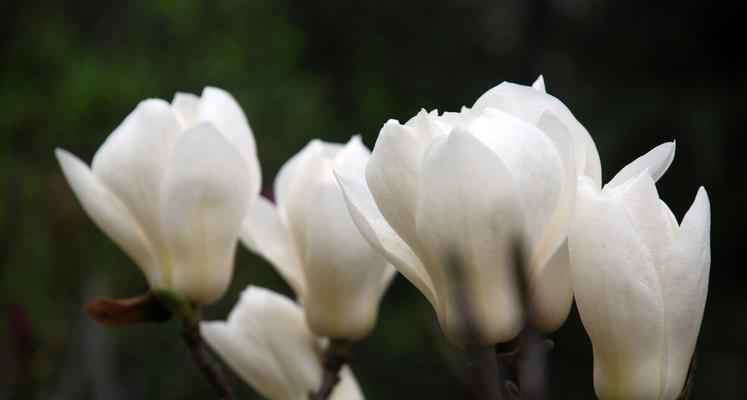 玉兰花开花时间及魅力（四季之美，恰逢其时；白瓣妍丽，清香袭人）