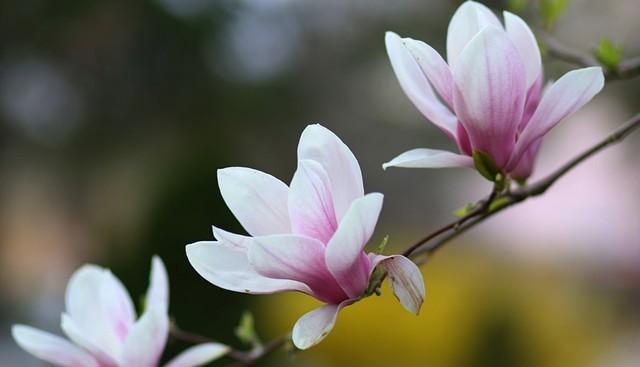 玉兰花开花时间及魅力（四季之美，恰逢其时；白瓣妍丽，清香袭人）