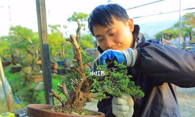 教你制作一盆精美的柏树盆景（学会制作柏树盆景，让你的家居更加雅致）