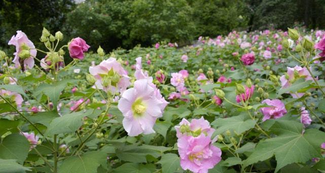 如何成功栽培与管理芙蓉花？（全面指南、从选种到养护！）