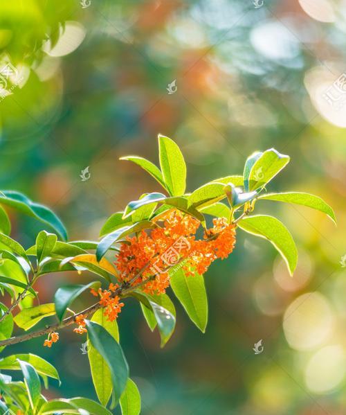 国花颜色探秘（从红到白，不同国家的国花为何有不同的颜色？）