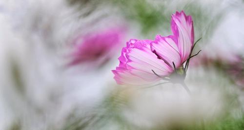 波斯菊季节，盛开绚烂（迎接秋日，赏花之旅）