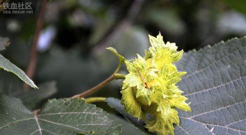 探秘榛子树的开花结果（了解榛子树开花时间与结果，提高果园管理水平）