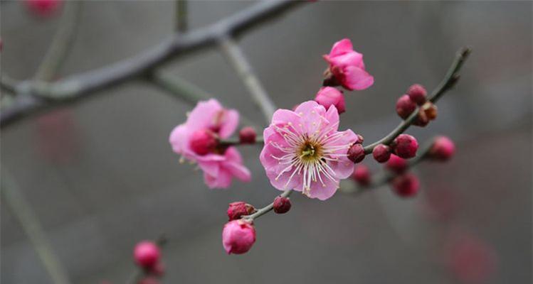 冬日花开，点缀寒冬季节（揭秘寒冬中开放的6种花卉）