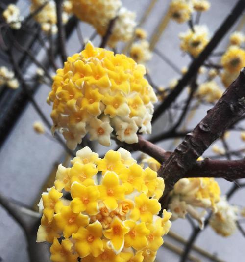 结香花的种植方法详解（掌握结香花的种植技巧，轻松打造美丽花园）