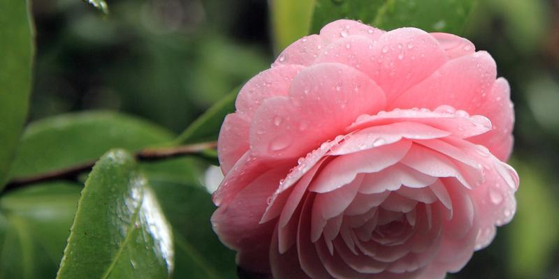 山茶花花语（揭示山茶花的深刻寓意与象征意义）