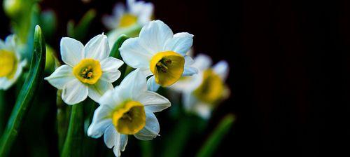 水仙花的花语之美（探索水仙花的花语与象征）