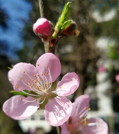 桃花的花语与意义（桃花的象征和传说）