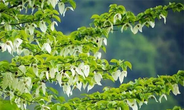 梧桐树的寓意和风水（探索梧桐树的神秘力量与风水学奥秘）