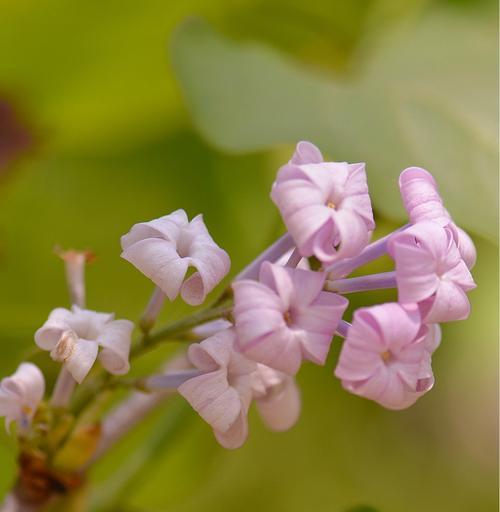 五瓣丁香花的寓意与象征（传递着爱与美的花语）