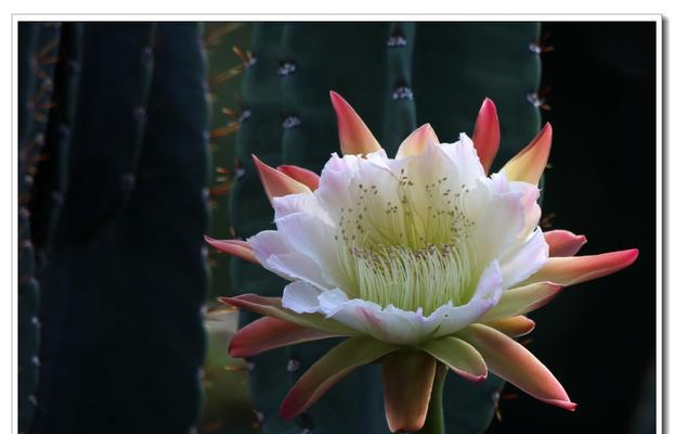 仙人掌开花之奇迹（揭示仙人掌开花的象征意义与科学原理）