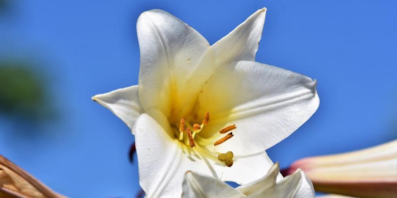 香水百合花语与寓意解读（探寻百合花的内涵与象征意义，引领人们追求纯洁与美好的生活）