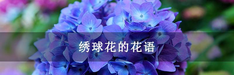 绣球花花语的寓意和象征意义（探索绣球花语的传统和现代解读）