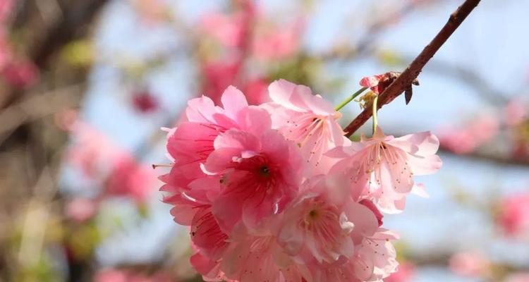 樱花的花语与传说（樱花的美丽与神秘，探寻花语与传说的深意）