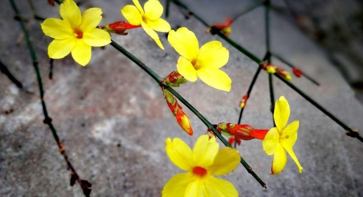 迎春花（迎春花的花语及其寓意）