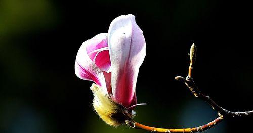 玉兰花的花语和传说（探寻玉兰花的寓意与故事，领略其高雅和美丽）