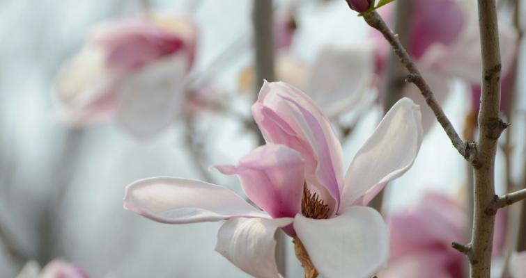 玉兰花的花语与寓意（探索玉兰花的象征意义，了解它的传统文化内涵）