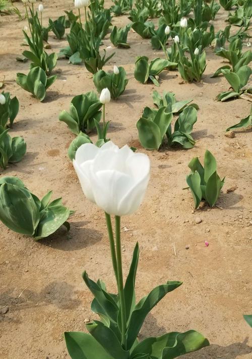 郁金香花语与寓意（传递情感与祝福，用郁金香花语表达心意）