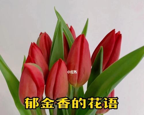 郁金香，花开花落间的浪漫诗篇（唤醒爱情的芬芳，融化冷漠的心灵）