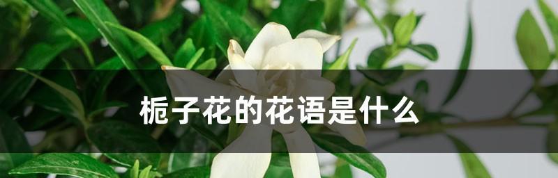 栀子花的花语及寓意（探寻栀子花的独特花语与深刻寓意）