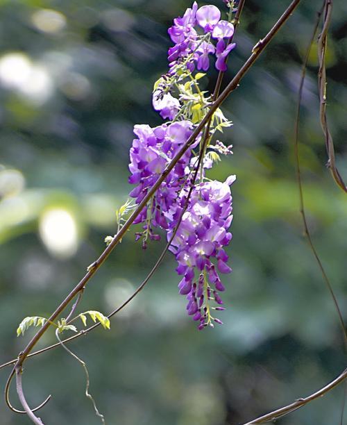 紫藤花的花语和寓意（探秘紫藤花的美丽花语及寓意）