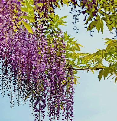 紫藤花的花语及寓意（紫藤花的意义和传说、紫藤花的美丽与神秘）