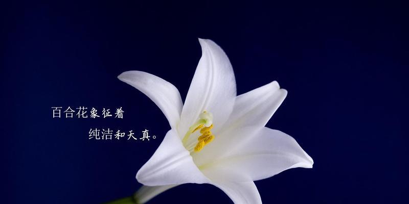 百合花的花语及其意义（传递真爱与祝福的花海）