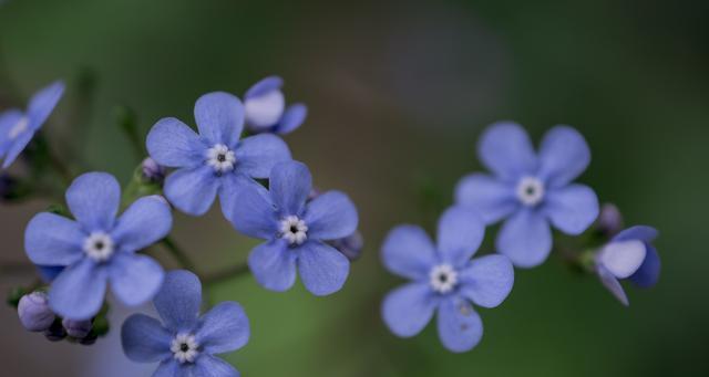 以补血草的花语传递健康与活力（探索以补血草的花语意义和养护方法）