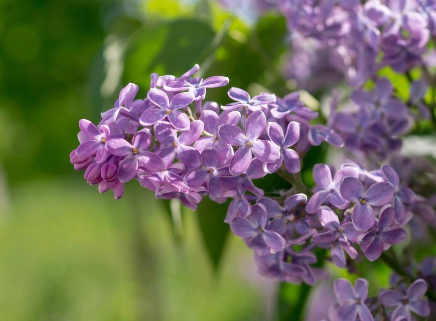 丁香花的花语及其寓意（探寻丁香花的美丽象征与隐含的情感表达）