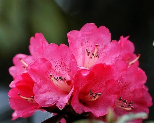 杜鹃花的特点和象征意义（探寻杜鹃花的奇特之处，了解其象征着的美丽与坚韧）