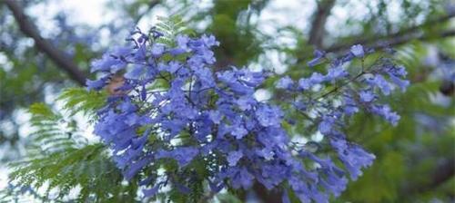 以蓝楹花的花语及其意义（探索蓝楹花的花语、象征和传统文化）