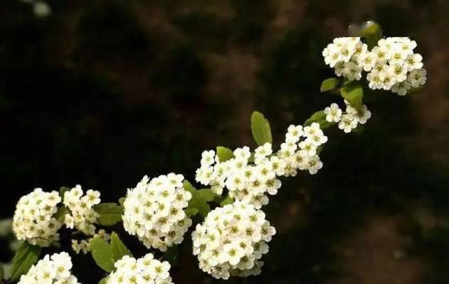 麻叶绣线菊花语的深意（探索麻叶绣线菊的花语之美）