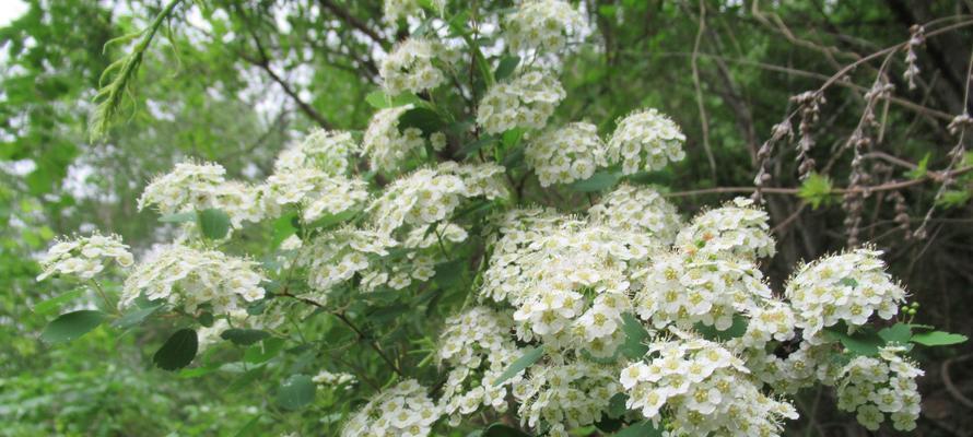 麻叶绣线菊花语的深意（探索麻叶绣线菊的花语之美）