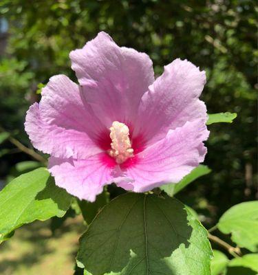 木槿花语（探寻木槿花的花语之美）