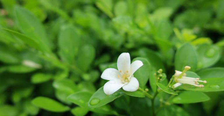 七里香的花语——洋溢着爱与浪漫的芬芳（绽放在岁月流转中的幸福与希望）