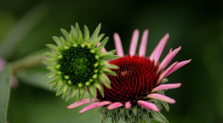 松果菊的花语与美好寓意（探索松果菊的花语，感受花海中的神秘力量）