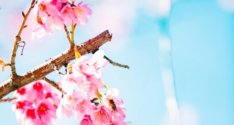 樱花诗的花语（探寻樱花花语的深意）