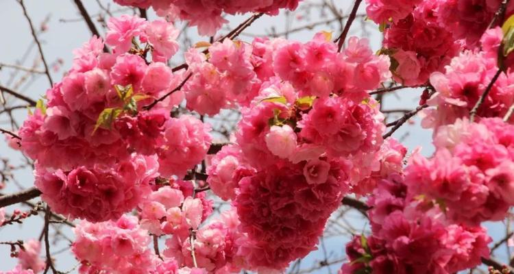 樱花诗的花语（探寻樱花花语的深意）